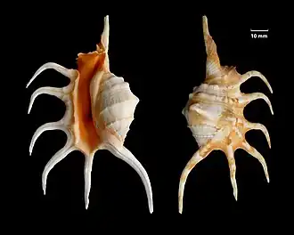 Description de l'image Lambis_crocata_2010_G1.jpg.