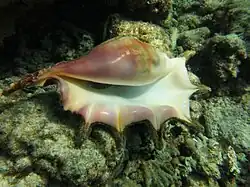 Dans son milieu naturel.