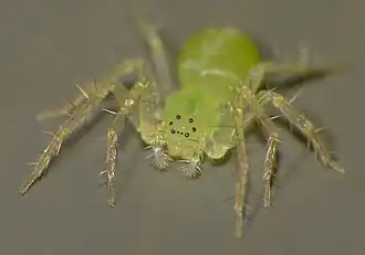 Description de l'image Lamina minor.jpg.