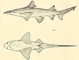 Description de l'image Lamiopsis tephrodes (FOWLER,1905).jpg.