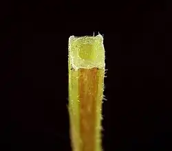 Section carrée de la tige.