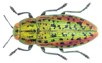 Lamprodila gloriosa.