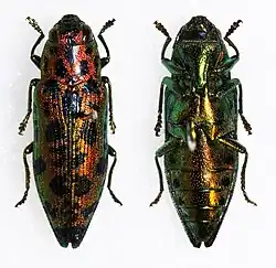 Lamprodila sarrauti.