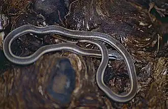 Description de l'image Lamprophiid Snake (Liophidium vaillanti) (9629535604).jpg.