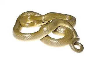 Description de l'image Lamprophis fuscus 308810611.jpg.