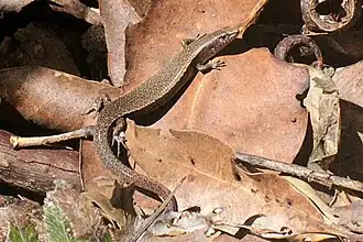 Description de l'image Lampropholis couperi.jpg.