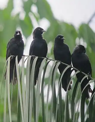 Description de l'image Lampropsar tanagrinus Tordo amazónico Velvet-fronted Grackle (7802599578).jpg.