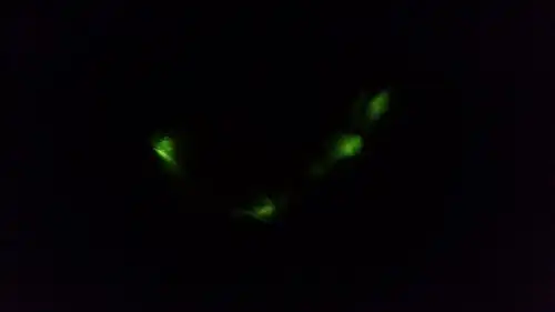 On distingue ici quatre zones lumineuses.