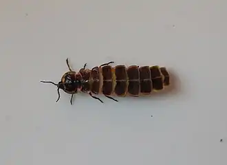 Description de cette image, également commentée ci-après