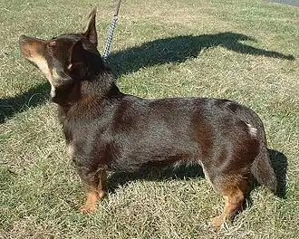 Lancashire heeler.