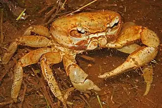 Gecarcinus planatus