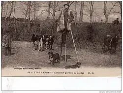 Bergers landais et vaches de type breton pie noir