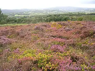 Lande en fleur dans la réserve naturelle régionale des landes et tourbières du Cragou et du Vergam.