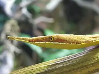 Langaha madagascariensis a des écailles qui forment un long rostre.