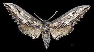 Langia zenzeroides nawai Male face dorsale MHNT