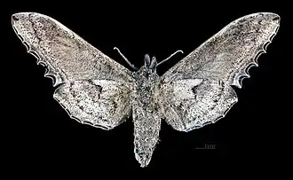 Langia zenzeroides zenzeroides revers de la femelle MHNT