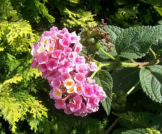 Lantana camara, fleurs appréciées des adultes