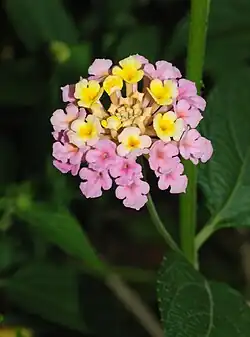 Lantana camara flower