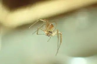 Description de l'image Laperousea Blattifera.jpg.