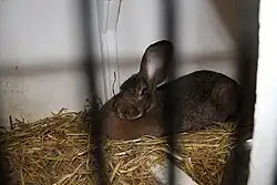 Un lapin bélier.