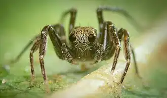 Description de l'image Large-eyed mini wolf spider (Minicosa neptuna).jpg.