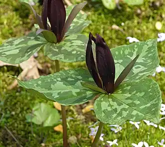 Trillium cuneatum