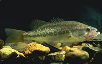 L'Achigan à grande bouche.