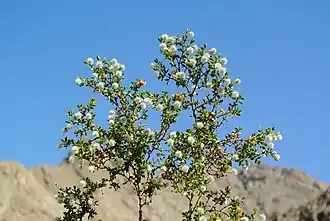 Description de l'image Larrea tridentata Anza-Borrego.jpg.