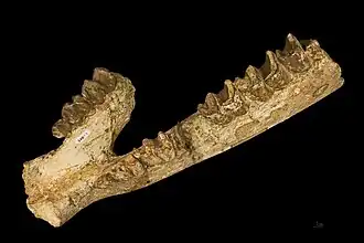 Lartetotherium sansaniense Langhien de Sansan - MHNT