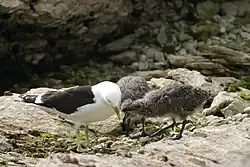 Goélands dominicains (Larus dominicanus)