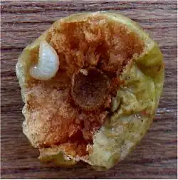 Larve (en haut, à gauche).