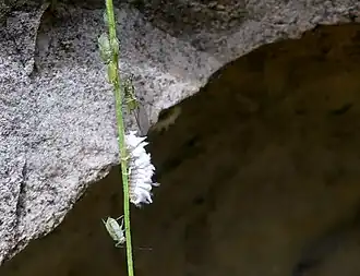 Description de cette image, également commentée ci-après