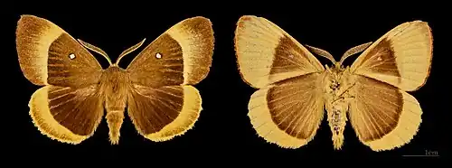 Lasiocampa quercus