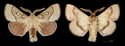 Lasiocampa trifolii