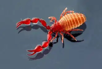 Description de l'image Lasiochernes cretonatus Henderickx 1998.jpg.