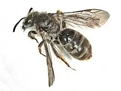 Lasioglossum malachurum (femelle, Europe).