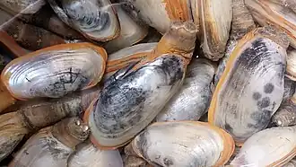 Description de l'image Laternula anatina.jpg.