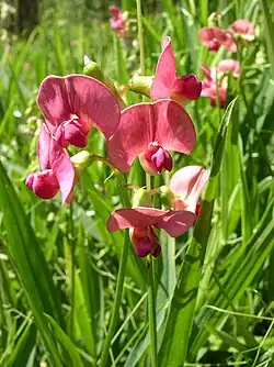 Fleur rose de la gesse des bois