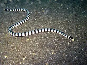 Description de l'image Laticauda colubrina Lembeh2.jpg.