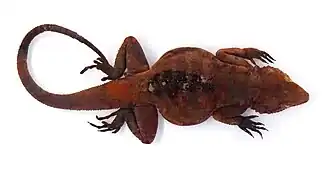 Description de l'image Laudakia sacra zmnh171, crop2.JPG.