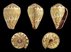 Conus ventricosus