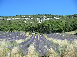Champ de lavandin, vallon de Bérigoule.