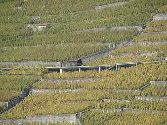 Image illustrative de l’article Capite