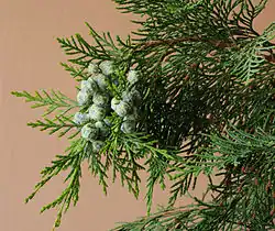 Chamaecyparis lawsoniana