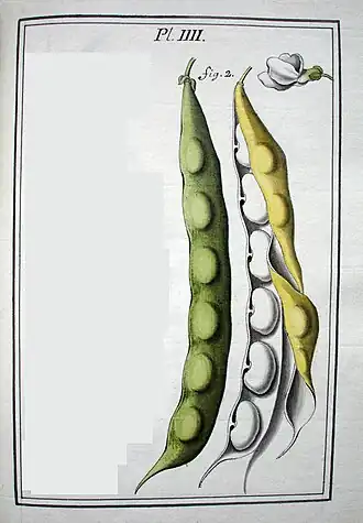 Image illustrative de l’article Haricot de Soissons