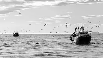 Bateaux de pêche revenant au port du Grau-du-Roi.
