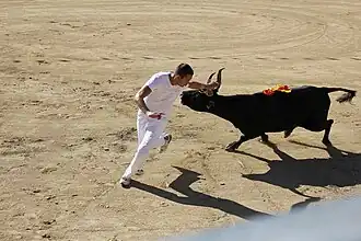 Course camarguaise au Grau-du-Roi dans le Gard.