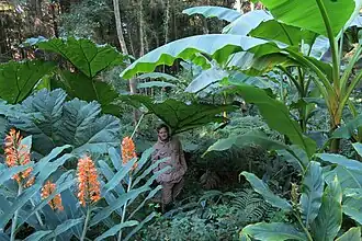 Le Jardin jungle de Eu.