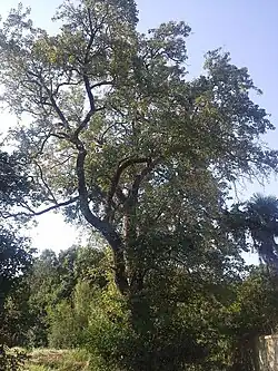 Photo prise à Bayonne.