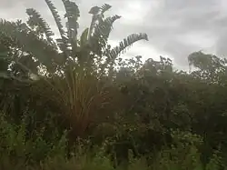 Ravinala d'Ambanja-Antsiranana-Madagascar.